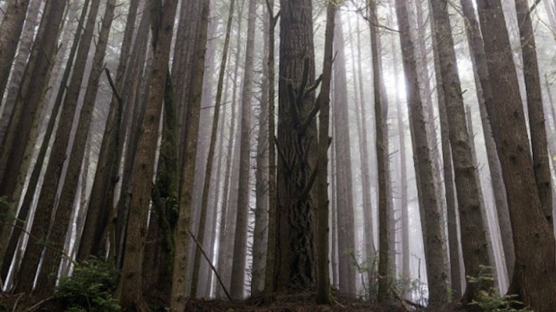 Parques Nacionales y Estatales de Secuoyas Gigantes, California, EE.UU. — Endor, el bosque lunar en el que habitan los ewoks peludos, se recreó entre las secuoyas gigantes de California. La mayoría de las escenas más famosas se rodaron en un terreno privado, propiedad de una maderera.