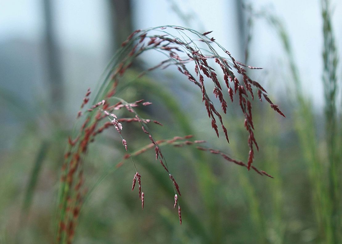 La planta de teff es el sustento de más de 6 millones de agricultores etiopes.