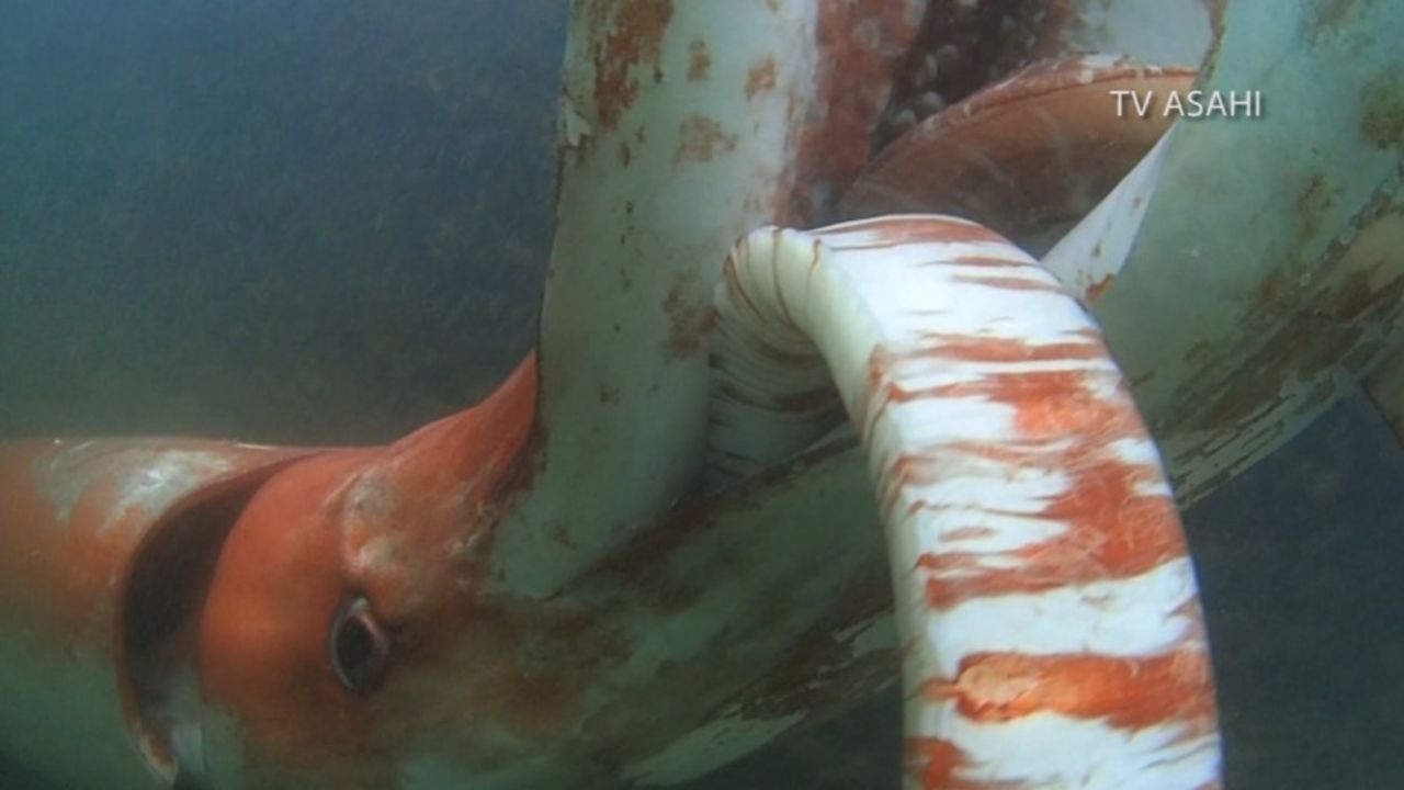 NS Slug: JAPAN: GIANT "DEEP SEA" SQUID SWIMS IN BAY (COOL!)  Synopsis: Diver films rare shot of giant squid found swimming at marina in Toyama Bay, Japan.  Video Shows: - various underwater video of giant squid swimming in bay    Keywords: ANIMALS STRANGE ASIA SQUID