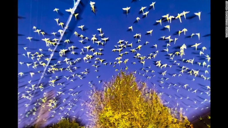 Yoshinori Mizutani pasó un año fotografiando periquitos silvestres que se pueden encontrar en Tokio y otras partes de Japón.