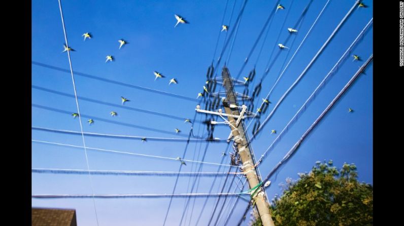 Para Mizutani, los periquitos de colores se ven fuera de lugar frente al entorno urbano de Tokio. Normalmente, las aves de esta naturaleza no podrían sobrevivir en un clima como el de Tokio, pero ellas se han adaptado al frío.