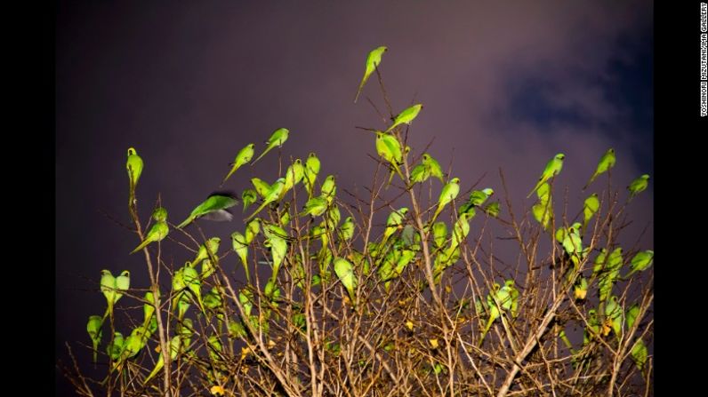 Mizutani decidió fotografiar a las aves con una luz estroboscópica. Sin la luz, dijo, su color vivo se perdería y los pájaros parecerían como una sombra oscura en el cielo cuando los fotografían desde abajo. Con el fin de obtener primeros planos, Mizutani fotografió a los periquitos desde edificios, temiendo en todo momento que pudiera ser atacado por ellos.