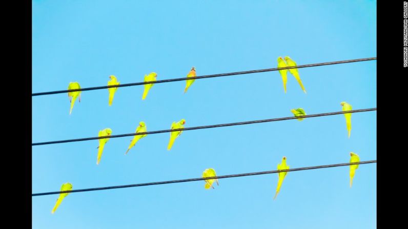 A pesar de los retos de fotografiar animales silvestres, él empezó a entender más acerca de los periquitos y su relación con su entorno.