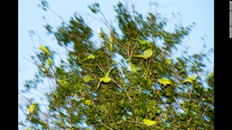 "Aprendí que cambian el árbol en el que construyen nidos y el tiempo y la dirección que toman para volver a casa dependiendo de la temporada", dijo.