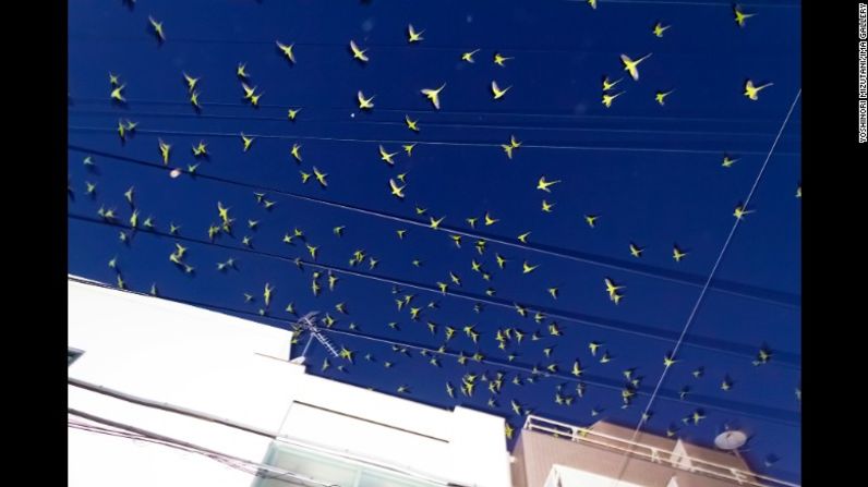 Las fotos de Mizutani tienen una calidad extraña y transmiten los sentimientos de miedo que Mizutani experimentó cuando se encontró por primera vez con las aves.