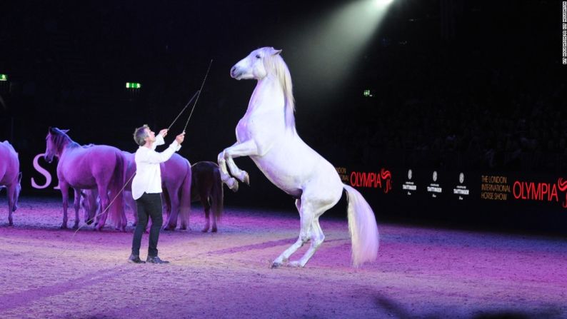 Pignon se presentó en la Feria Internacional de Londres en Olympia en diciembre de 2015. El evento anual, el cual fue organizado inicialmente en 1907 cuenta con un elenco internacional de jinetes que participan en competencias de salto ecuestre, doma y competencias de carruajes. También hay exhibiciones teatrales como la de Pigeon, las cuales siempre son un éxito con las multitudes.