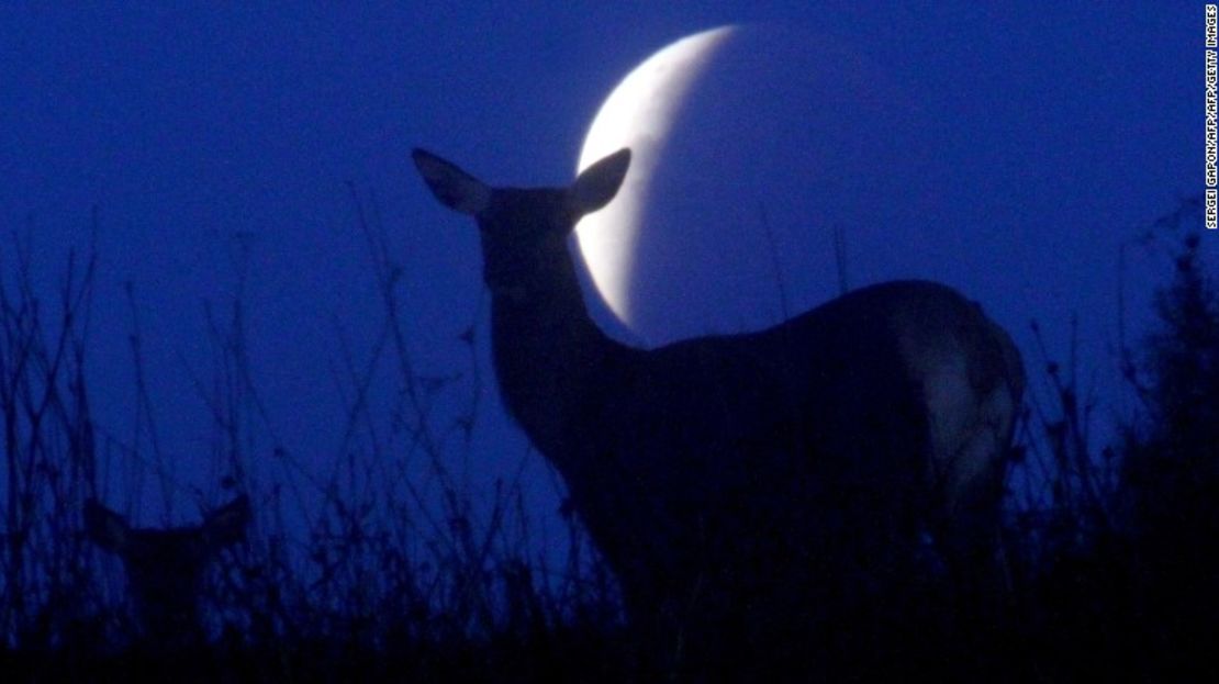 Se ve las siluetas de renos contra la Luna durante un eclipse lunar en Minsk, Belarús, el 28 de septiembre de 2015.