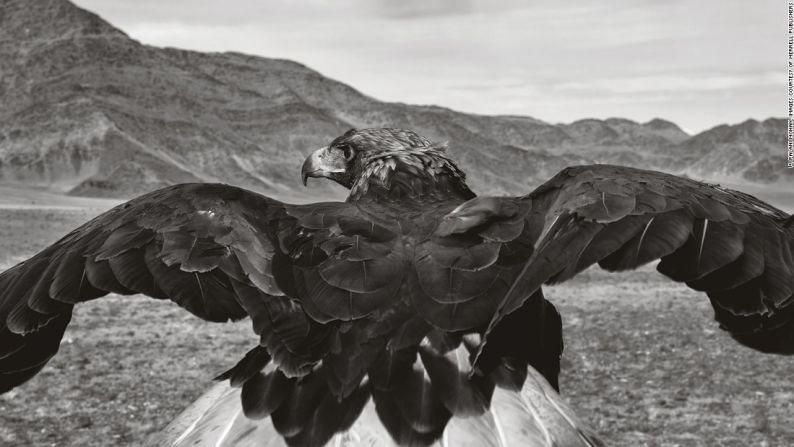 Palani Mohan es un fotógrafo que ha capturado asombrosas imágenes de los cazadores con águilas kazajos del Altái: una pequeña comunidad que reside en Mongolia y quienes usan las águilas para encontrar y cazar su presa.