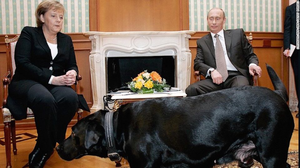 Putin explica incidente de Ángela Merkel con su perro Koni ...