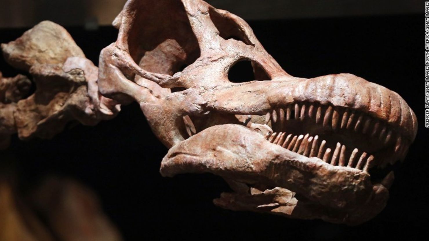 Una réplica del Titanosaurius, uno de los dinosaurios más grandes jamas descubiertos que fue exhibida en el Museo de Historia Natural.