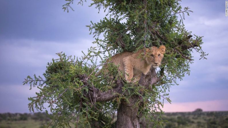 Los espectadores pueden ver a los grandes felinos cazando, comiendo e incluso apareándose.