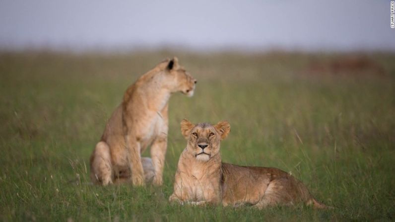 Las interacciones entre los animales son más fáciles de detectar durante el día.