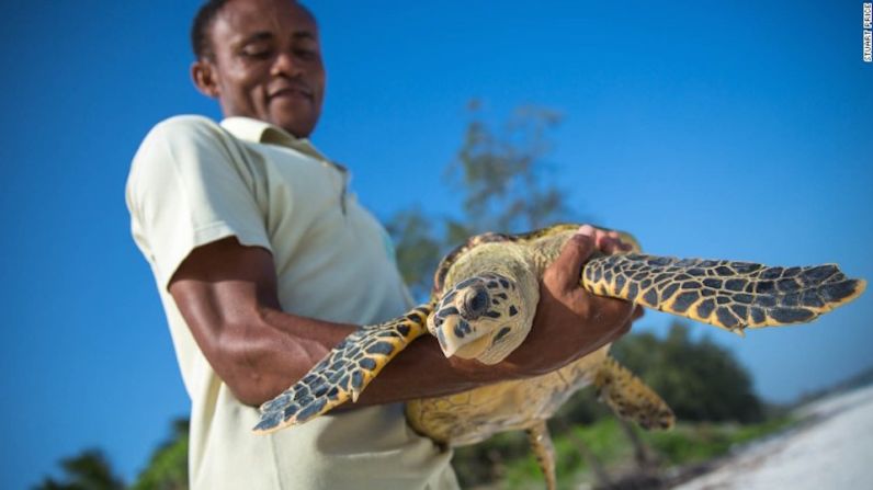 El proyecto incluye el seguimiento a tortugas rehabilitadas que regresan al Océano Índico, en Watamu.