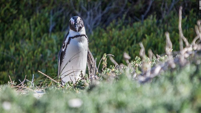 Al contrario que sus parientes de la Antártida, los pingüinos africanos no se mueven demasiado: anidan, se alimentan y se aparean en la misma zona.