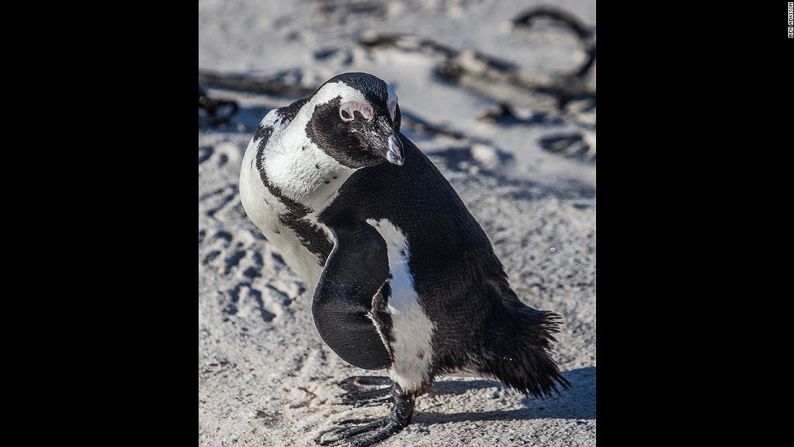 El pingüino africano vive en climas más cálidos como las costas de Sudáfrica.