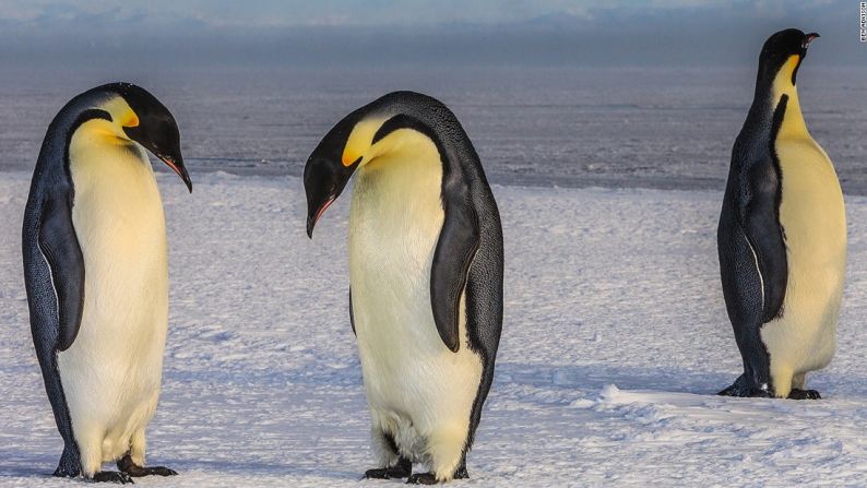 Hay 17 especies de pingüinos en el mundo, los más grandes son los Emperador.