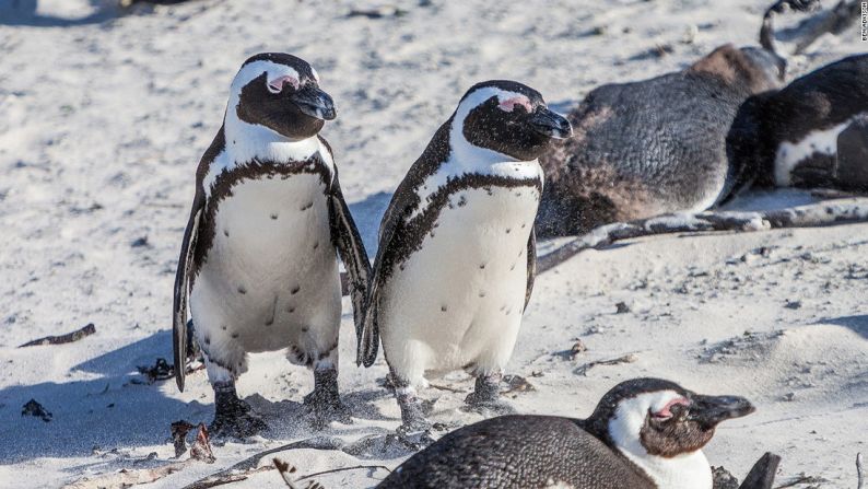 Los pingüinos africanos también están en peligro de extinción.