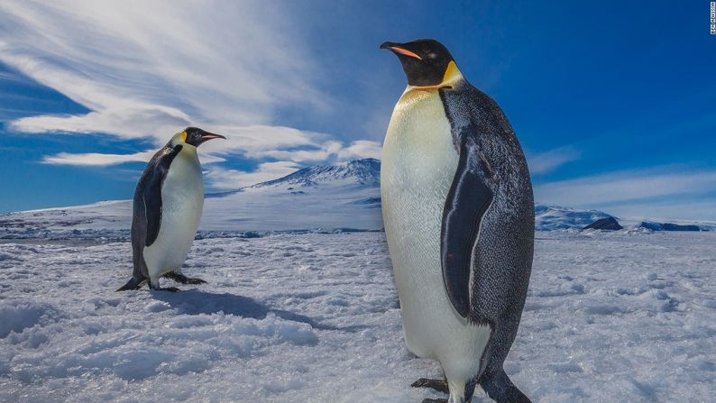 Este 25 de abril es el Día Mundial de los Pingüinos. No hace falta ponerse una cinta o vestirse de blanco y negro, pero tristemente estas aves que no vuelan están enfrentando la extinción por la sobrepesca y el daño a sus hábitats por cuenta de la mano del hombre.