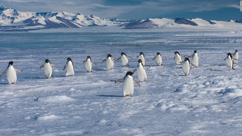 Aunque también han sido afectados por el hombre y el cambio en el clima, su gran número hace que estén menos amenazados que los Emperador.