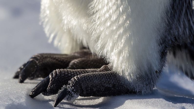 Los pingüinos Emperador se pueden ver en grandes colonias en la Antártida.