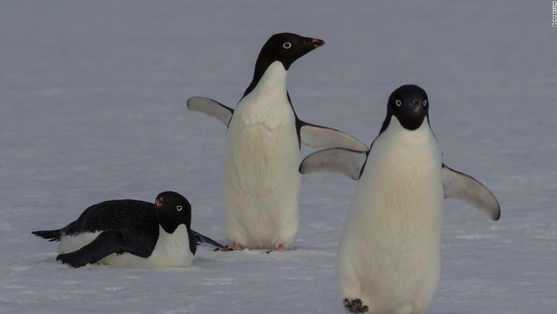 Los pengüinos Adelie tienen menos de la mitad del tamaño de un Emperador y están entre las especies más pequeñas de la Antártida.