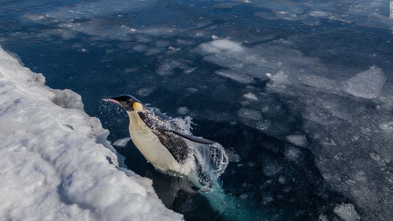 Como la mayoría de las especies, los pingüinos están sintiendo los efectos del calentamiento global: se descongela el hielo de su hábitat y se agotan los animales de los que se alimentan por la sobrepesca.