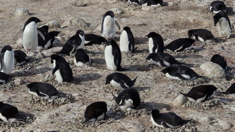 Los Adelie son los más numerosos de las especies de pingüinos.