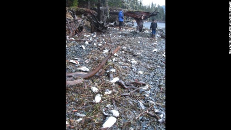Miles de pájaros aparecen muertos en las costas de alaska | cnn