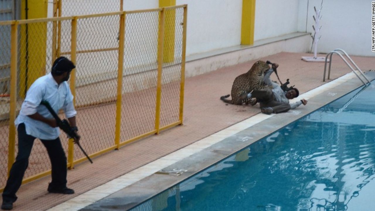 Un video de cámaras de seguridad registró el ataque en la escuela, cuando el felino persigue a varios hombres alrededor de la piscina de la escuela, saltando sobre ellos mientras intentaban escapar.