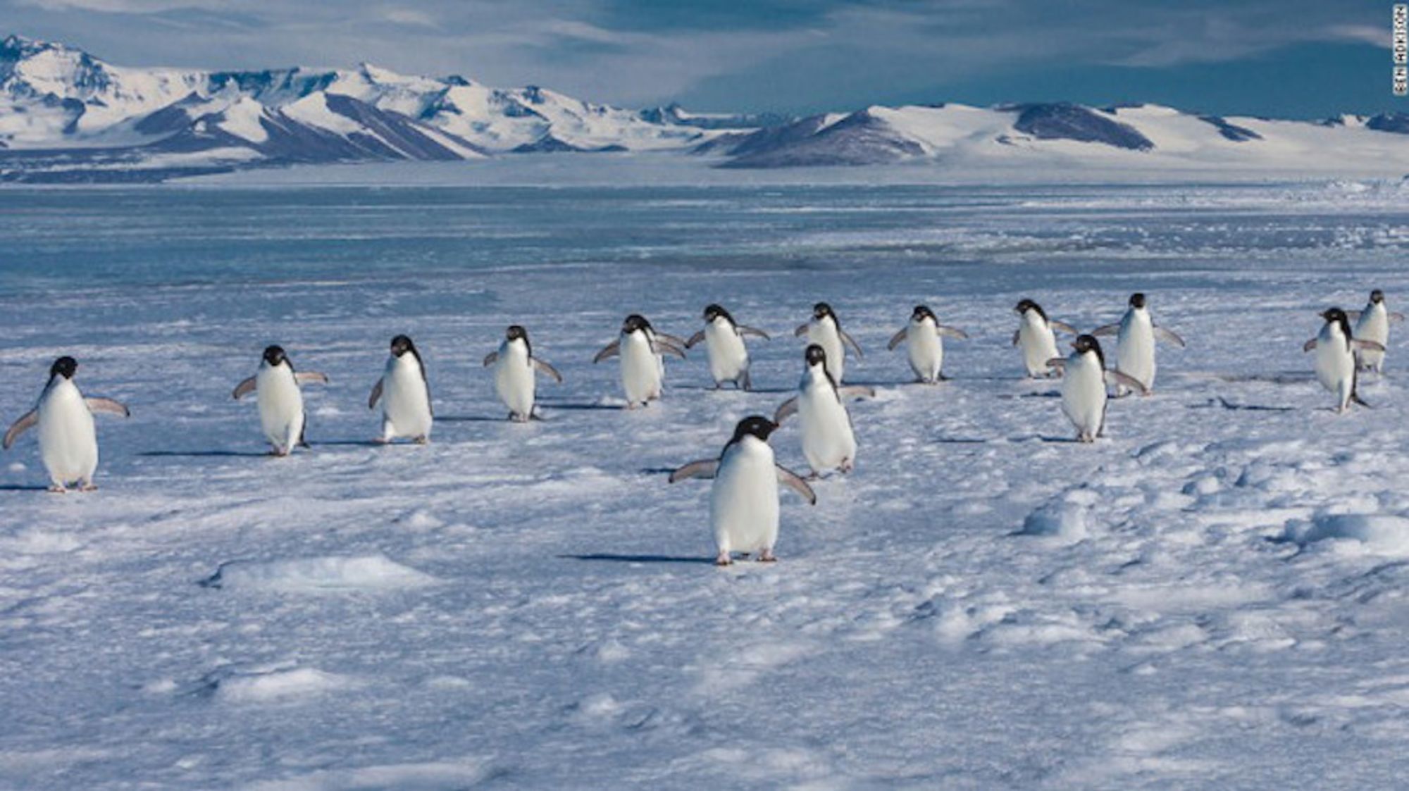 CNNE 256879 - pinguinos-antartida-nieve-cnn