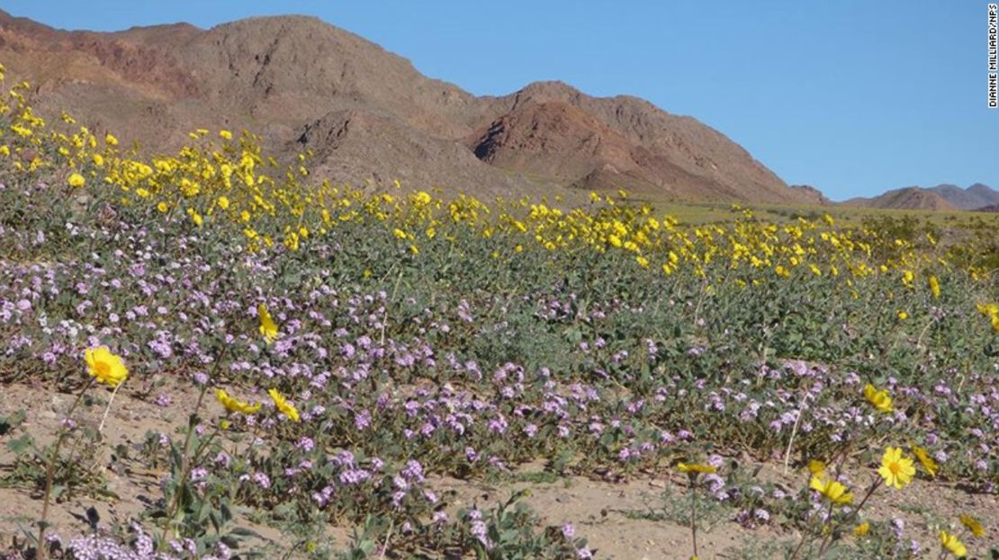 CNNE 260433 - 160223113240-08-death-valley-wildflowers-exlarge-169