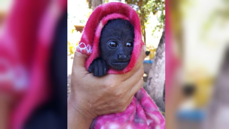 El mono congo bebé es atendido por especialistas.