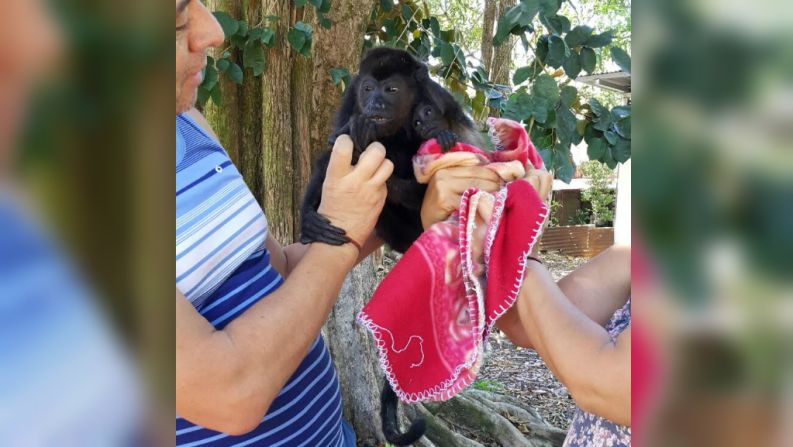 Esta mona madre murió tras ser rescatada con su cría.