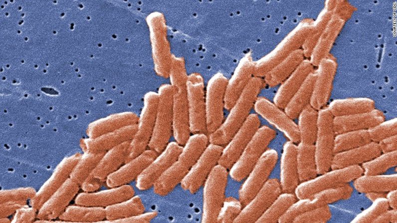 En general, los alimentos deben ser recalentados hasta que estén muy calientes ya que esto mata los gérmenes que reaparecen después de que la comida se ha enfriado. En la foto, las bacterias de Salmonella.