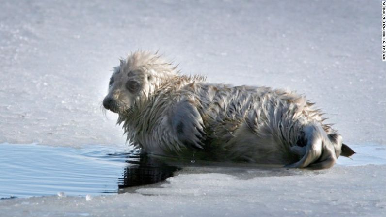 5. Finlandia. El país tiene gran biodiversidad