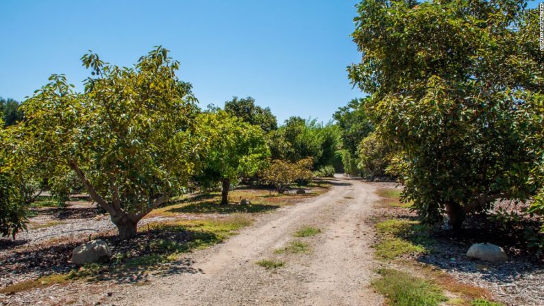 ... y un bosque de aguacates.