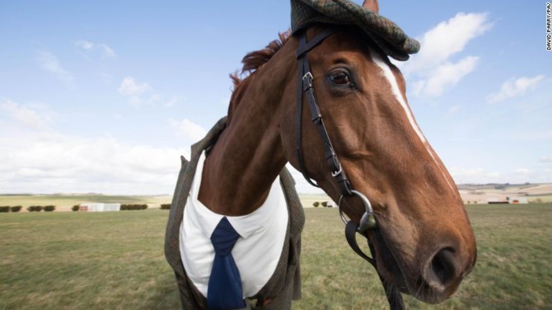 Los aficionados de las carreras de caballos usarán suficientes tweed esta semana como para cubrir una vez y media la vuelta de cada pista de carreras de caballos en Gran Bretaña e Irlanda, según el Dr. Geoff Ellis, especialista en estadísticas.