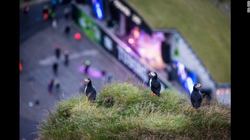 Un grupo de frailecillos observan el festival de música anual de Vestmannaeyjar —el más grande del país— desde los altos acantilados de las islas Westman de Islandia.