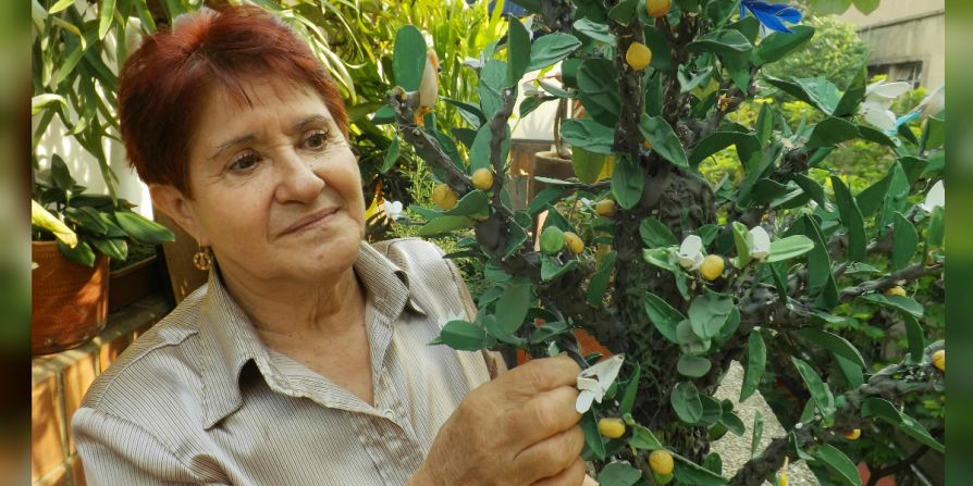 Las mujeres y los paramilitares que están en la cárcel construyen árboles como excusa para el diálogo entre víctimas y victimarios y facilitar el proceso de reconciliación.