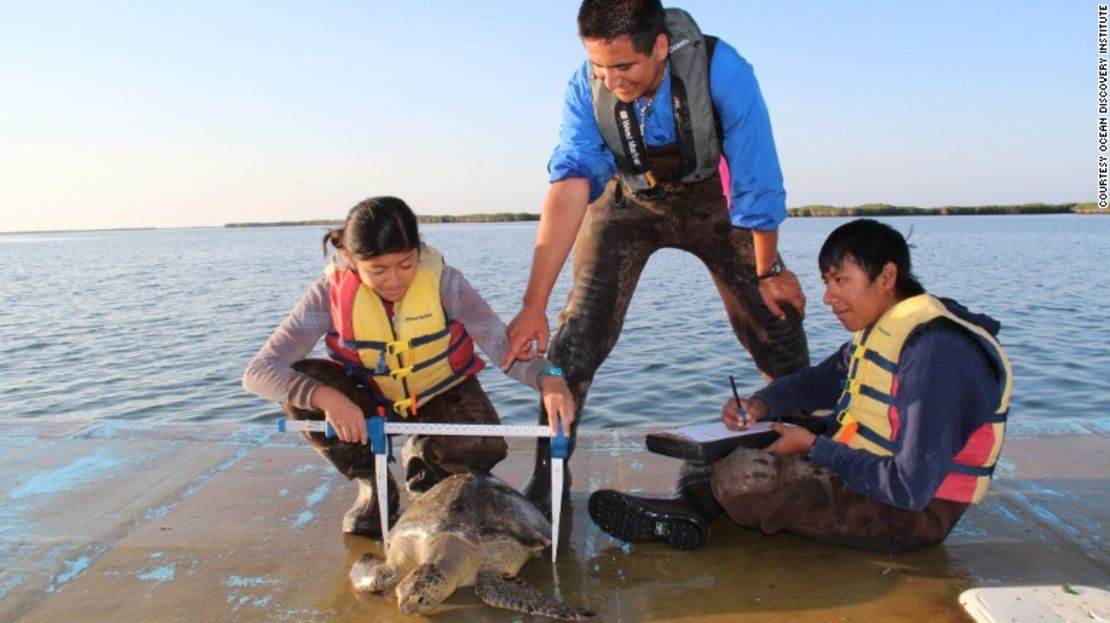 Los estudiantes del Ocean Discovery Institute miden una tortuga marina.