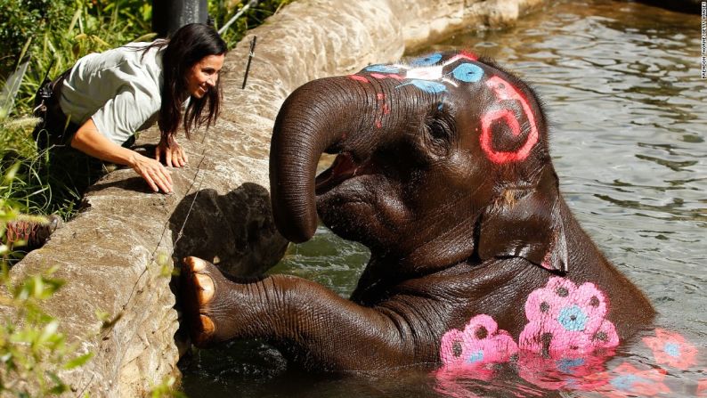 Elefante asiático de Taronga – El festival Songkran no se trata sólo de las salpicaduras, y los festejos no sólo ocurren en Tailandia. Tres elefantas —incluyendo a Tukta (en la foto)— son pintadas para conmemorar el Año Nuevo en el zoológico de Taronga, en Sydney.