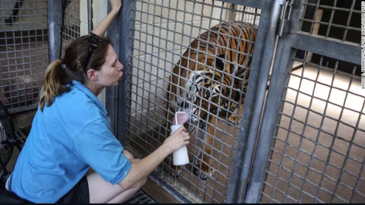 Stacey Konwiser, de 38 años de edad, era encargada en jefe del cuidado de los tigres en el zoológico de Palm Beach.