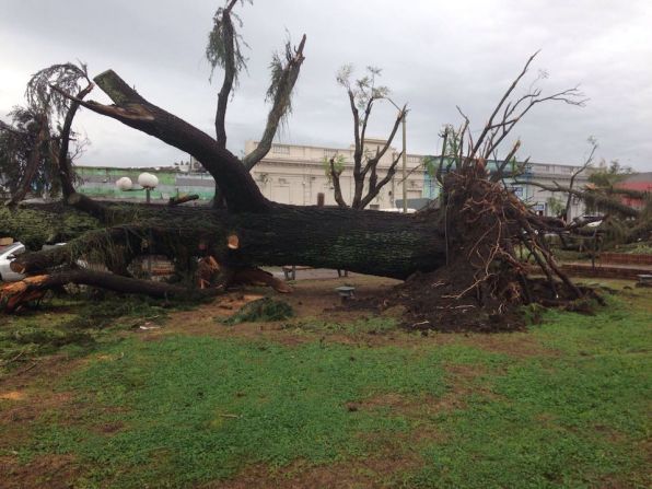 La fuerza del tornado arrancó de raíz este árbol en Dolores, Uruguay.