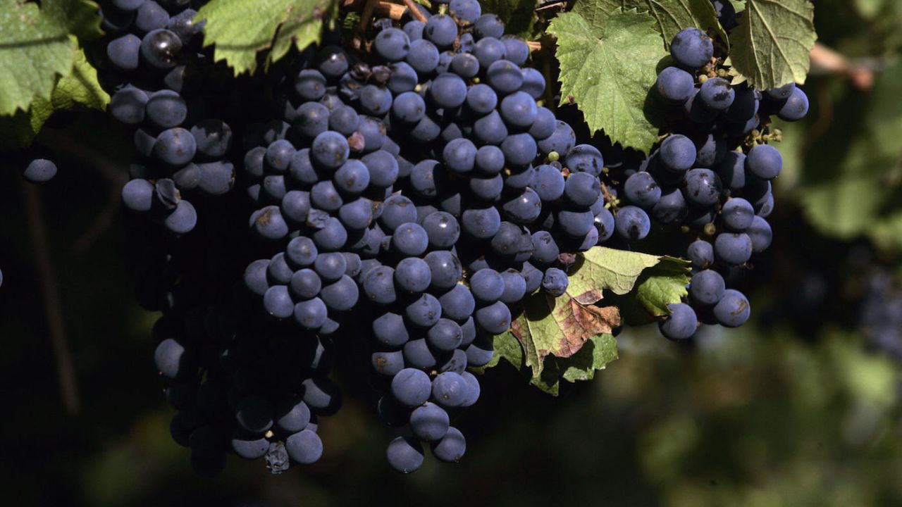 CNNE 278447 - malbec grapes hang from a tree at famili