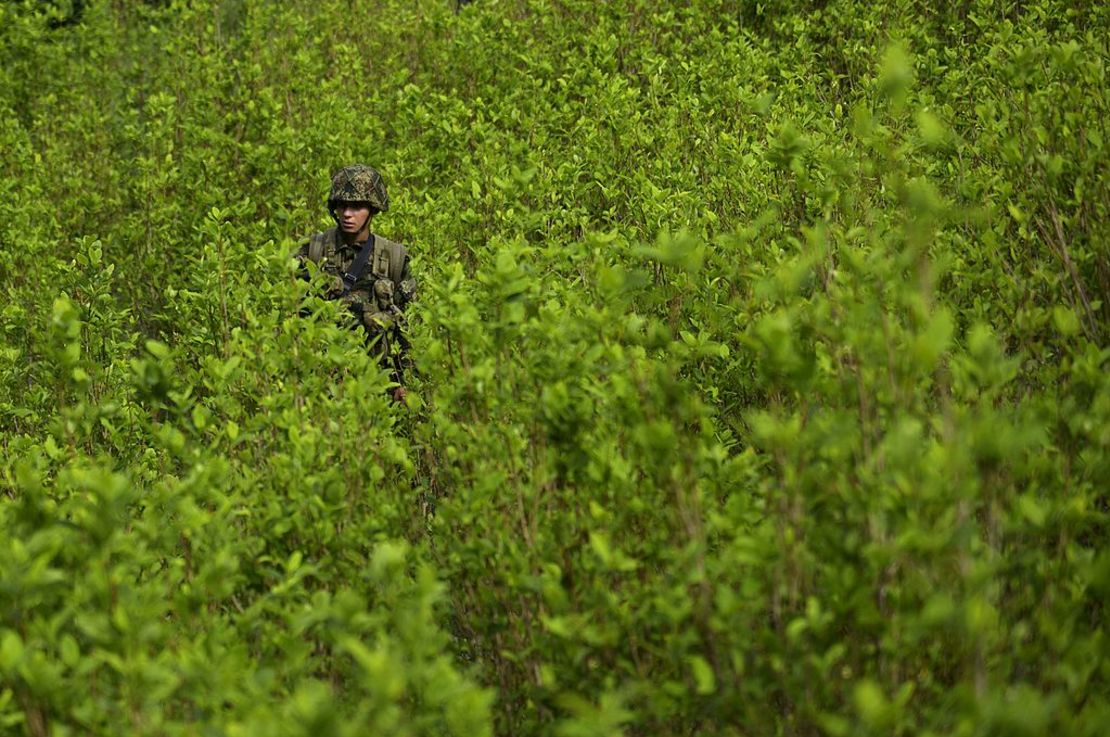 Un soldado colombiano protege a un grupo de erradicadores manuales en un campo sembrado de coca en Colombia