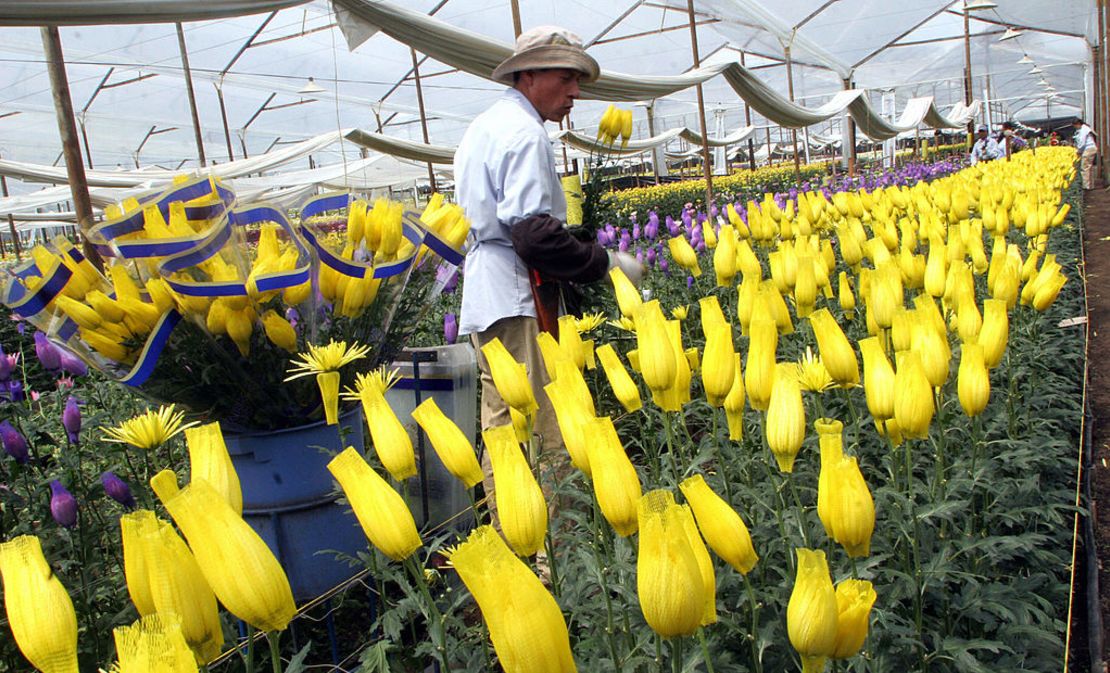 CNNE 280214 - a colombian worker cuts flowers at the t