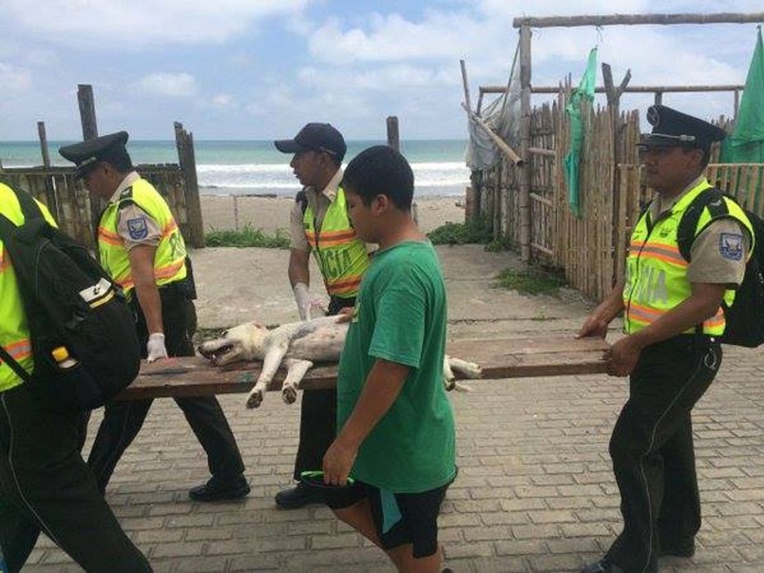 Rescatistas trasladan en una improvisada camilla a un perro afectado por el terremoto de 7,8 en Ecuador.