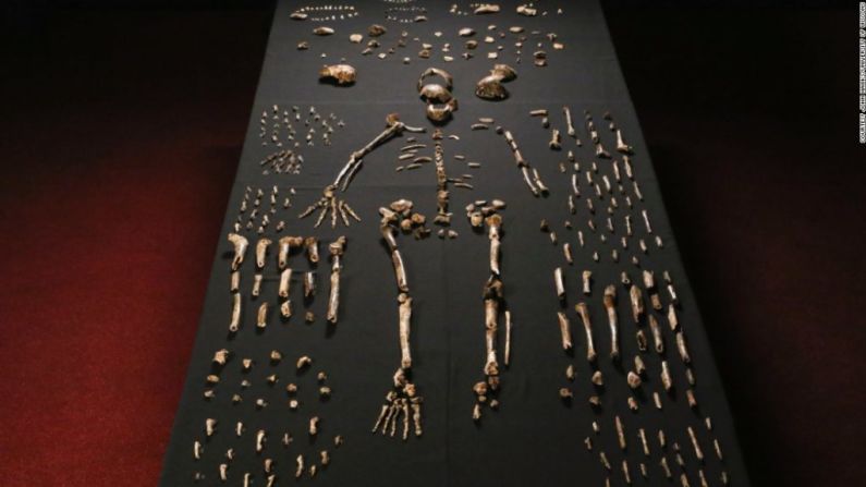 Más de 1.500 fósiles fueron descubiertos en total. Se cree que el Homo naledi midió aproximadamente 1,5 metros de altura y que pesaba unos 45 kilogramos.