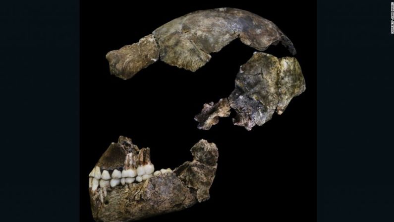 La especie parece ser una mezcla intrigante de características avanzadas y primitivas. Aunque la forma del cráneo era humanoide, el cerebro era pequeño y del tamaño de una naranja.