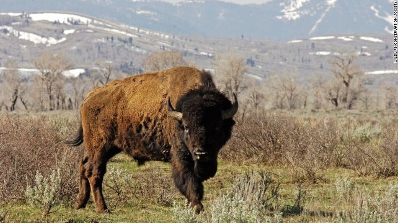 El bisonte americano, también conocido como búfalo, es el nuevo animal nacional de Estados Unidos.